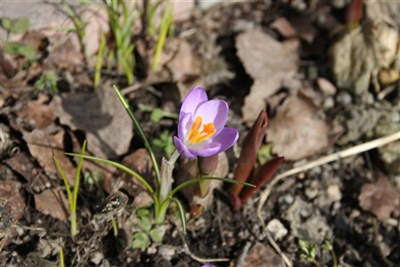 2010 krokus